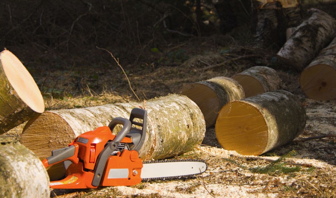 Tree Removal